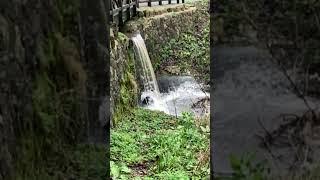 Waterfall slow motion and a squirrel