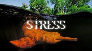 STRESS