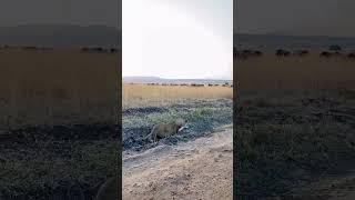 The Lion Hunting Wildebeest in Serengeti