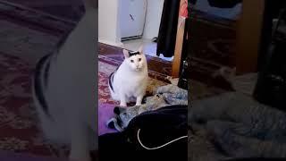 video asli kucing tolol #shorts