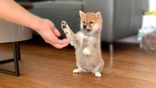 2-Month-Old Shiba Inu Puppy Compilation
