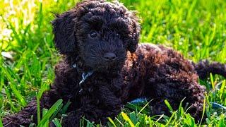 Schnoodle  - Top 15 Fact That You Need To Know Compilation Video