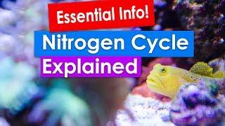 Nitrogen Cycle Explained - Essential Info for Beginners and  New Aquarium setup