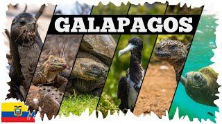 Galapagos - Ein Paradies im pazifischen Ozean
