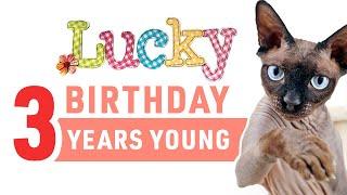 HAPPY BIRTHDAY Cat Alfred  3 Years Old  Sphynx Cat Birthday  Part 2