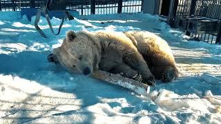 В Красноярске проснулся медведь значит скоро весна