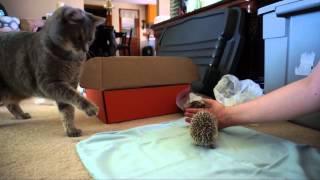 Cat Meets Hedgehog