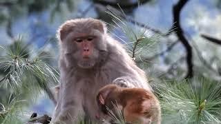 Cute baby monkey rhesus macaque playing in tree at Pahalgam Kashmir