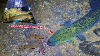 MENGERIKAN.. SEMUA PENGHUNI SUNGAI INI KELUAR  Mancing Ikan Channa Limbata Disungai Halam Hari