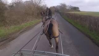 Inexperience in Tandem - Horses and Driver