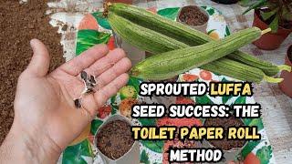 Sprouted Luffa Seed Success The Toilet Paper Roll Method#luffa #ecofriendly #ecofriendlygardening