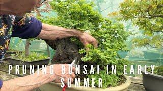 Pruning Bonsai In Early Summer