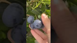 Panen buah buahan keluarga berry #raspberry #blueberry #strawberry #mulberry