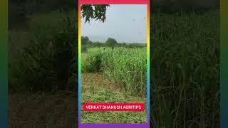 Sorgam harvesting tips#venkatdhanushagritips #indianagriculture #tnagri #agro #mygovindia #creative