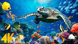 Under Red Sea 4K - Beautiful Coral Reef Fish Relaxing Sleep Meditation Music - 4K Video UHD #1