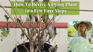 How To Revive A Dying Plant in a few Easy Steps