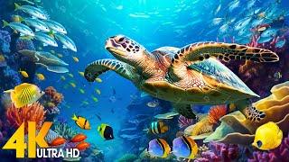 Under Red Sea 4K - Beautiful Coral Reef Fish Relaxing Sleep Meditation Music - 4K Video UHD #159