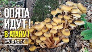 ОПЯТА ИДУТ   В АТАКУ    16 октября 2021 года. Сбор медовых опят Armillaria mellea