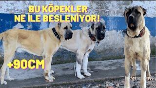 DEV KÖPEKLER İÇİN ÖZEL TARİF KANGAL KÖPEĞİ NASIL BESLENMELİ ?