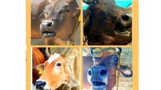 which is the best sound ? #village #animals #cow #sound