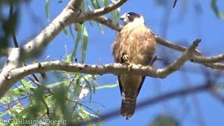 Australian Hobby Falco longipennis  Gorge Road Mossman Gorge Queensland AUSTRALIA