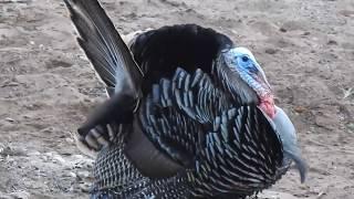 ITS TURKEY SEASON