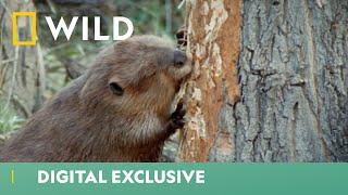 Beavers Scurry To Build Their Winter Home  Worlds Weirdest  National Geographic WILD UK