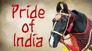 The Marwari Horse Pride of India
