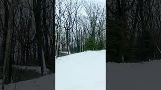 Nearly hit deers on ski run at CamelBack Ski Resort