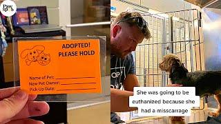 Priceless Moments When Shelter Dogs Realized They Were Being Adopted