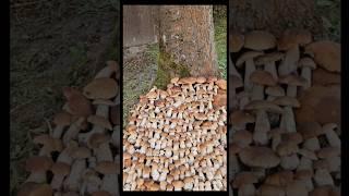 Beautiful mushrooms from Eastern Europe #funghi #porcini #boletus #grzyby #гриби