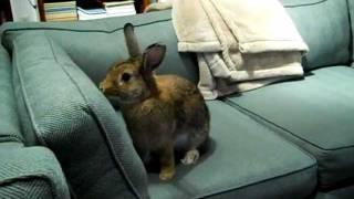 Ariadne the Rabbit likes to sit on the couch and sniff around