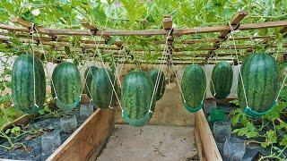 Worlds Most Expensive Watermelon Growing watermelon hanging hammock on the bed for sweet fruit