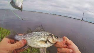 Spring Perch Fishing the Mullica River white perch