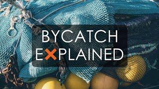 Bycatch - Explained