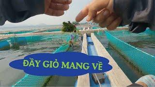 Đầy giỏ cá dìa đầu tuần thư giãn  Fishing  Câu cá biển