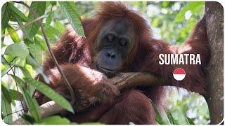 The Last Orang Utans • INDONESIA 4K  World trip vlog #29