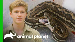 Robert Irwin and Team Help Save a Bleeding Snake  Crikey Its the Irwins