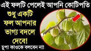 এই ফলটি পেলেই আপনার ভাগ্য বদলে যাবে  এর একটি ফল হীরার চেয়েও দামি  রসভরি ফলের উপকার জানলে অবাক হবেন