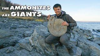 Hunt for GIANT AMMONITES  DINOSAUR BONES Found  Search for Fossils
