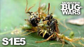 MONSTER BUG WARS  When Tribes Go To War  S1E5