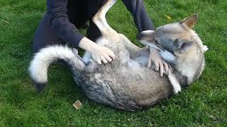 Happy wolf getting belly rubs