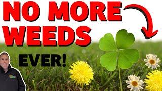 How to kill weeds in your lawn - clover daisy dandelions  WEED FREE LAWN the EASY way