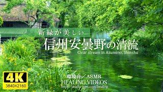 Environmental sound  ASMR Clear stream of fresh green Shinshu Azumino  4 hours healing