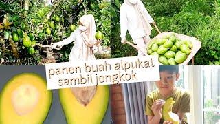 ALPUKAT ALIGATOR #alpukataligator #buahbuahan #panenbuah #petikbuah #belahbuah