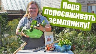 3 простых способа ПЕРЕСАДИТЬ ЗЕМЛЯНИКУ на новое место