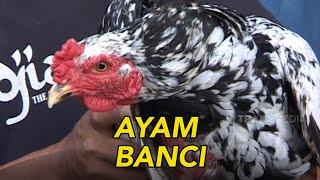 Ayam setengah jantan setengah betina  JELANG SIANG