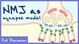 Neuromuscular Junction As The Model For Chemical Transmission Neurophysiology  Full Discussion