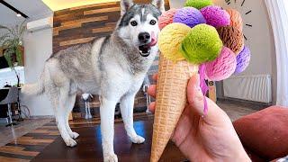 НЕ ПОВТОРЯТЬ За сколько ЛИЗКОВ собака слижет Мороженое ?  husky licks challenge