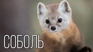 Sable Furry predator of the Taiga  Interesting facts about the family of martens